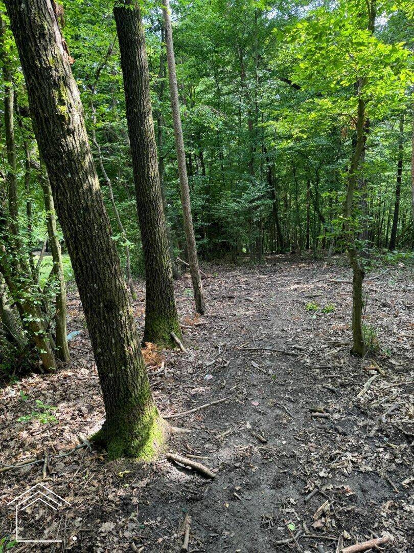 Schmaler Pfad schlängelt sich durch einen dichten Wald mit hohen Bäumen und Laub auf dem Boden.