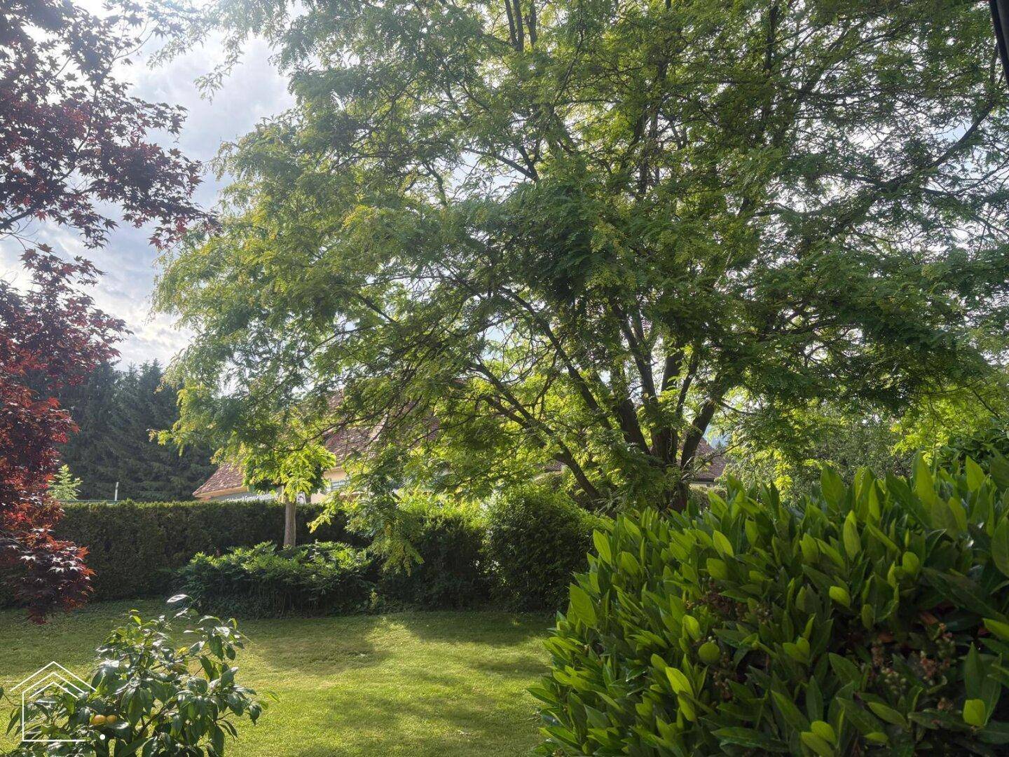 Blick durch die üppige Baumkrone auf den grünen Garten und das dahinterliegende Haus.