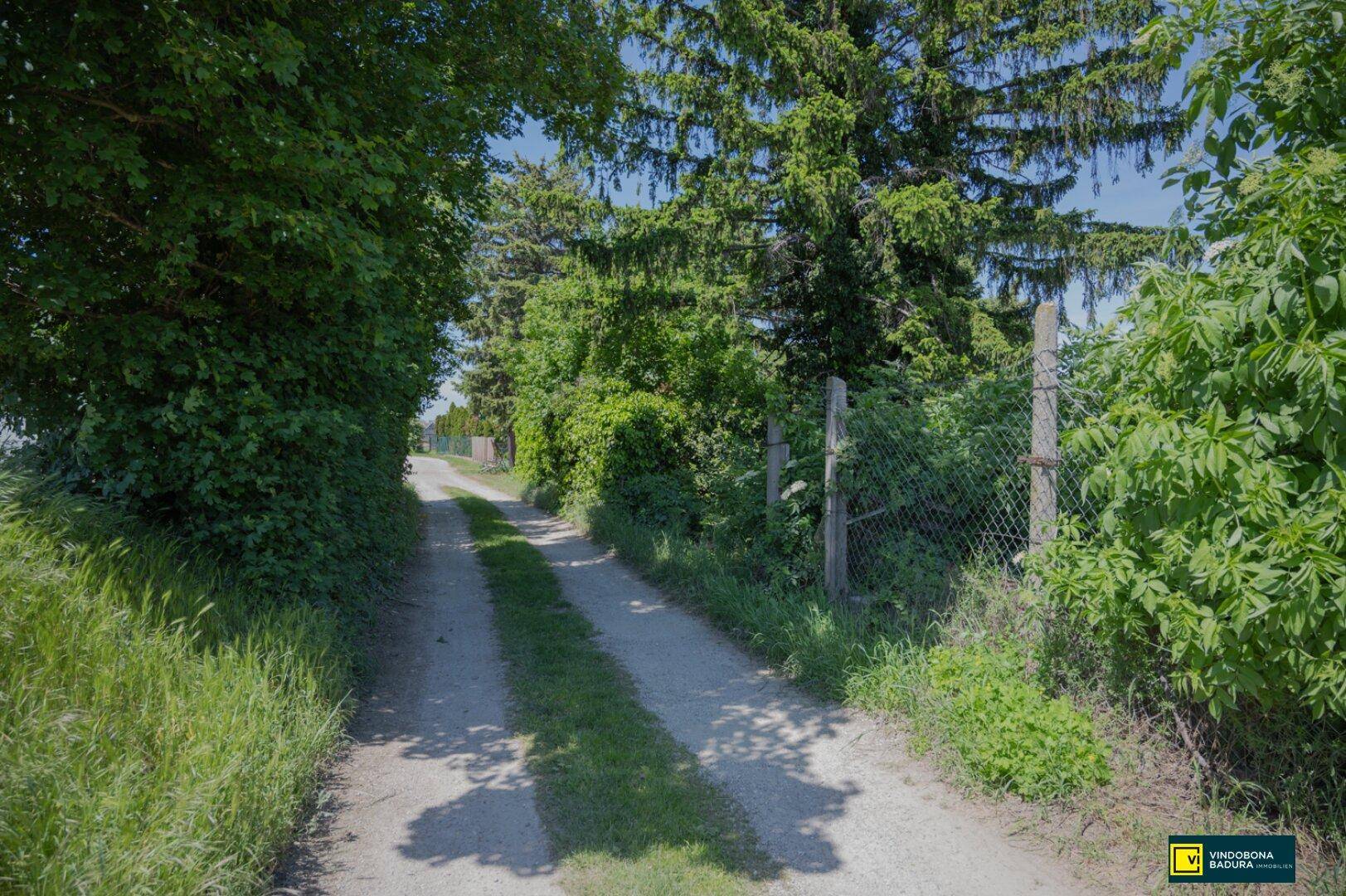 Unbefestigter Weg führt durch eine üppig bewachsene Landschaft mit Bäumen und Sträuchern.