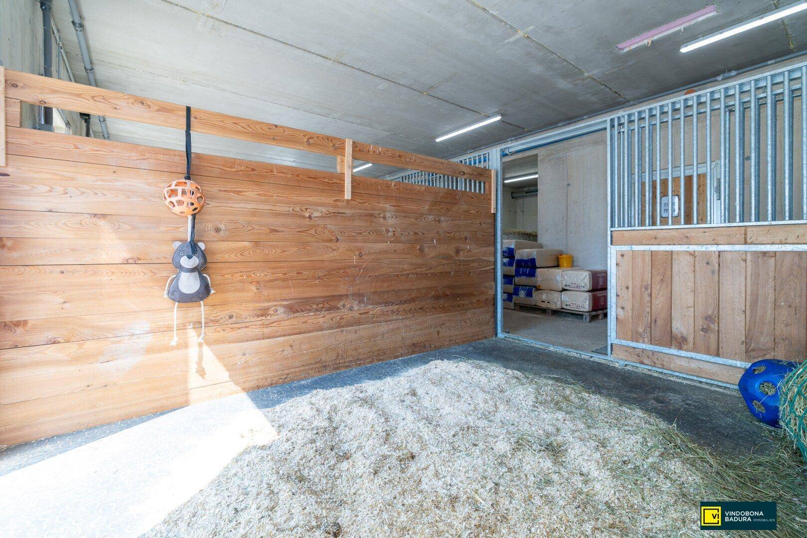 Detailansicht einer geräumigen Pferdebox mit Holzwänden, frischen Spänen und Spielzeug.