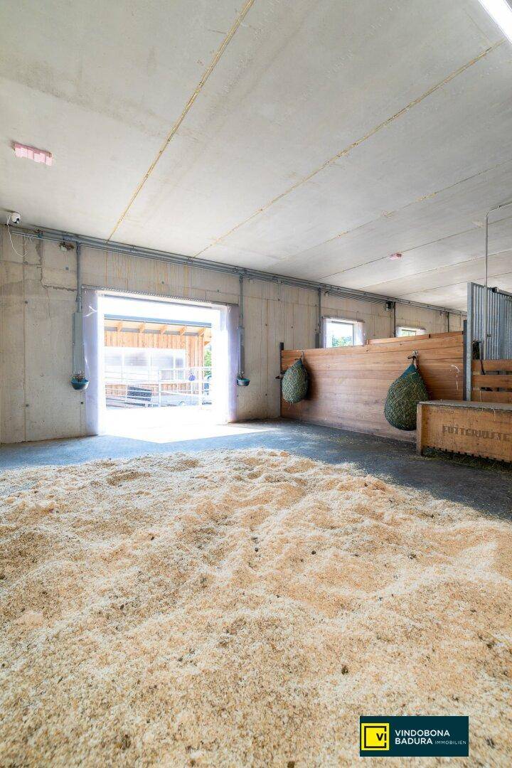 Geräumiger Pferdestall mit viel Tageslicht, Holzspänen und Heunetzen, bereit für Pferde.