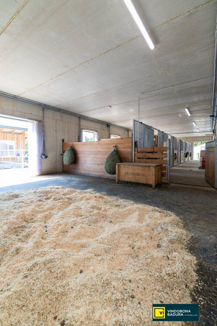 Langer Gang eines modernen Pferdestalls mit Boxenreihen, Holzspänen und offenem Ausgang.