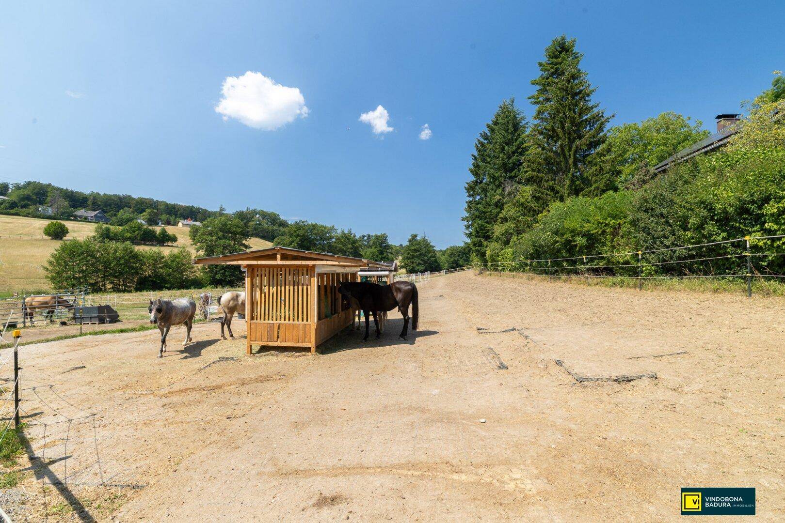 Pferde auf einem weitläufigen Paddock mit Holzunterstand und Blick auf die grüne Hügellandschaft.