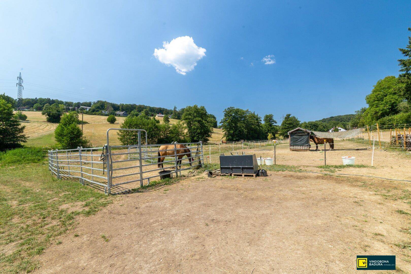Pferde auf einem umzäunten Paddock mit Unterstand und Blick auf die ländliche Umgebung.
