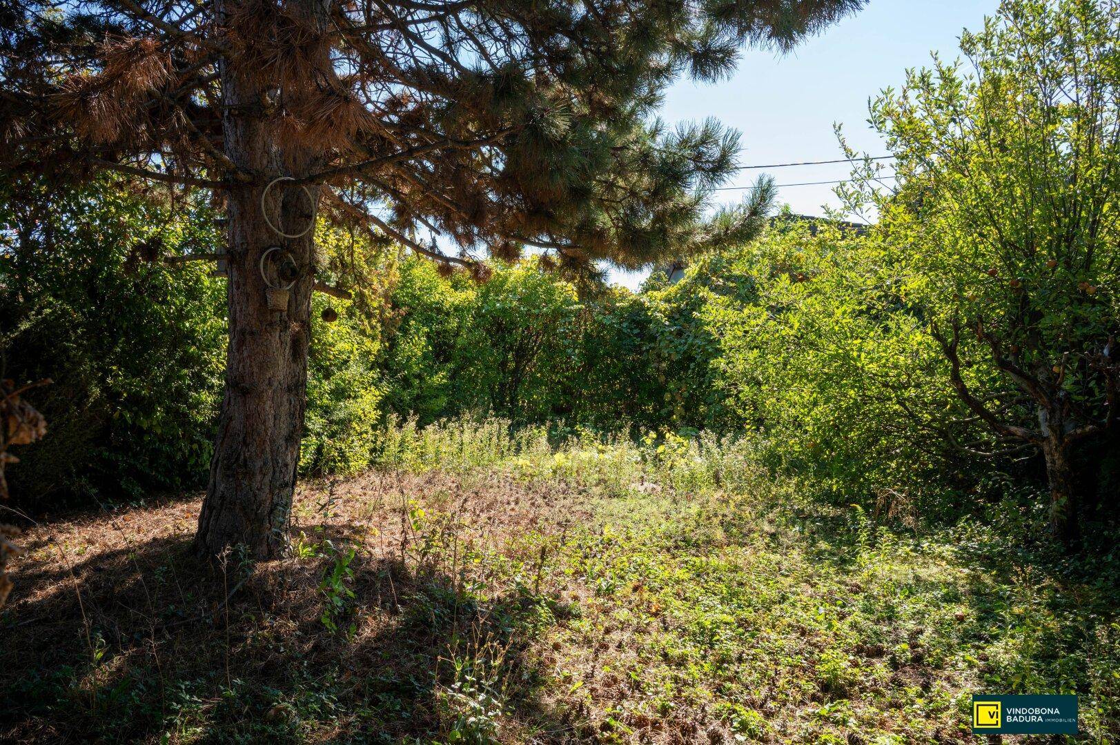 Ein naturbelassener Gartenbereich mit einem großen Baum im Vordergrund und üppiger Vegetation.