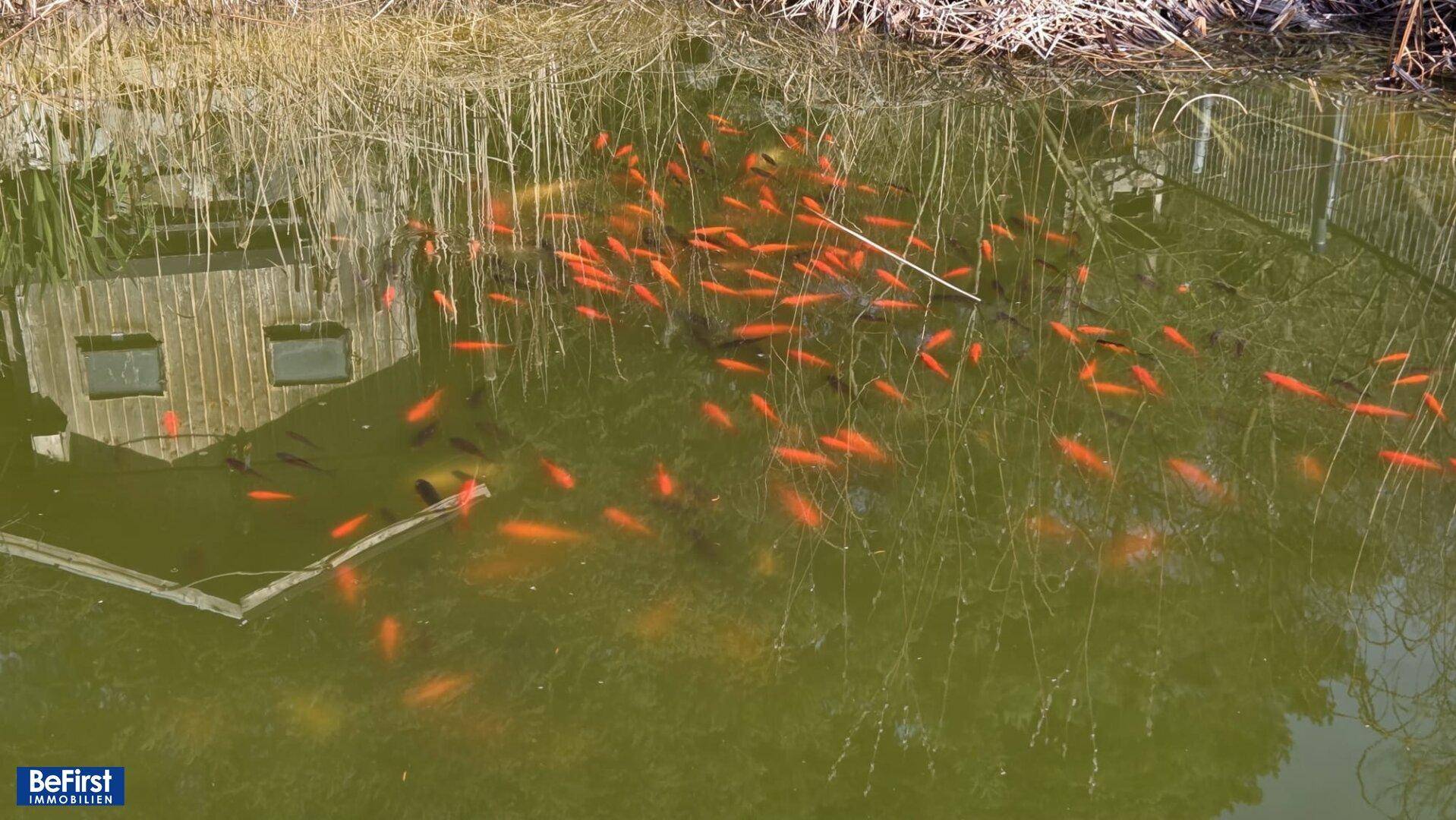 Natürlicher Teich mit zahlreichen Goldfischen und Spiegelungen der umliegenden Vegetation.