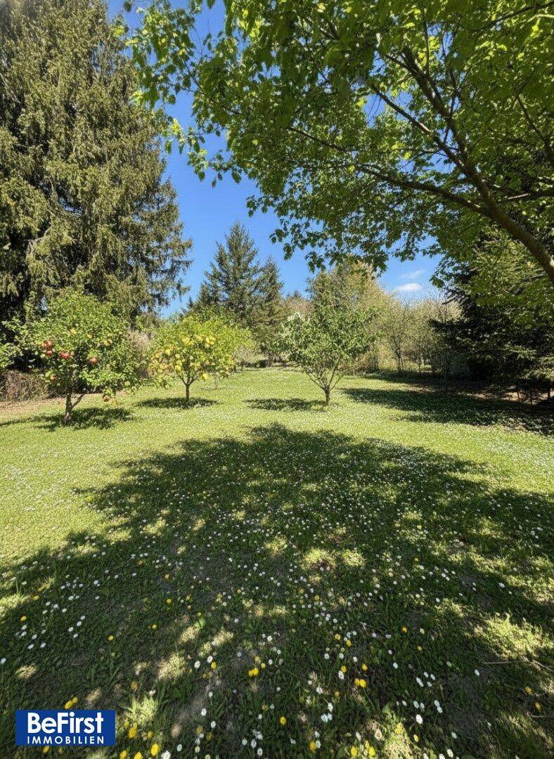 Großer, sonniger Garten mit weitläufiger Rasenfläche und mehreren Obstbäumen unter blauem Himmel.