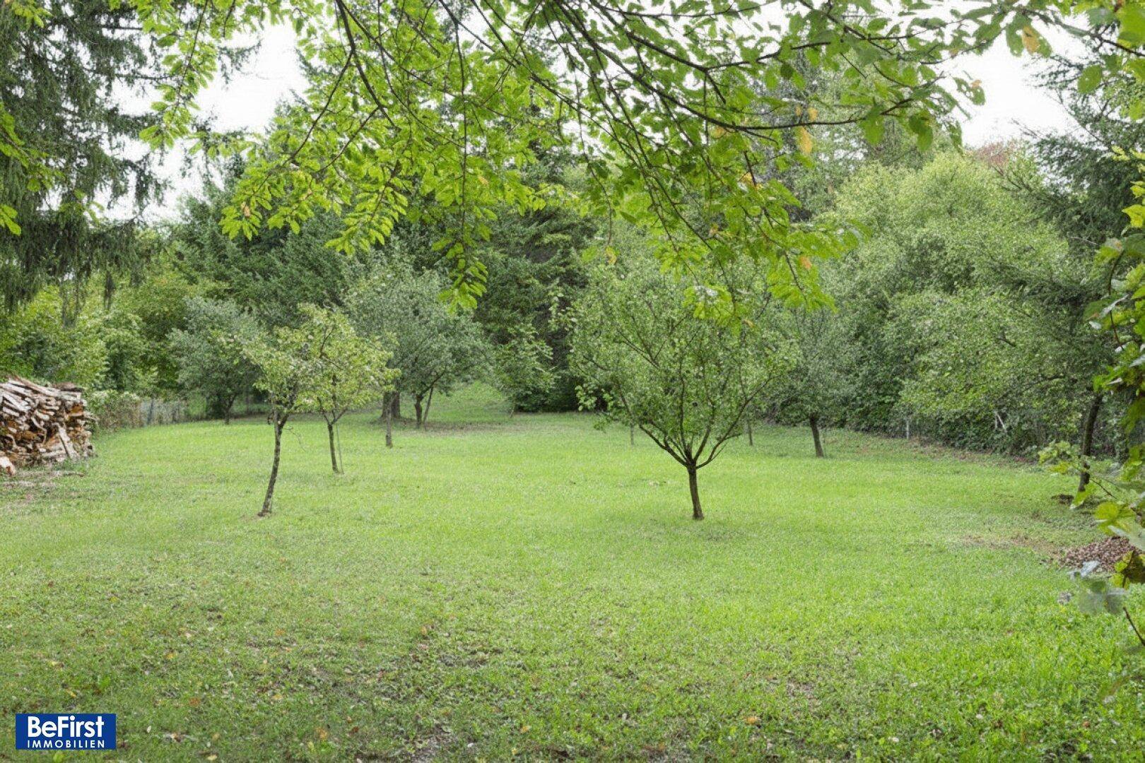Eine weitläufige Rasenfläche mit jungen Obstbäumen und einem Holzstapel am Rand, umgeben von Wald.