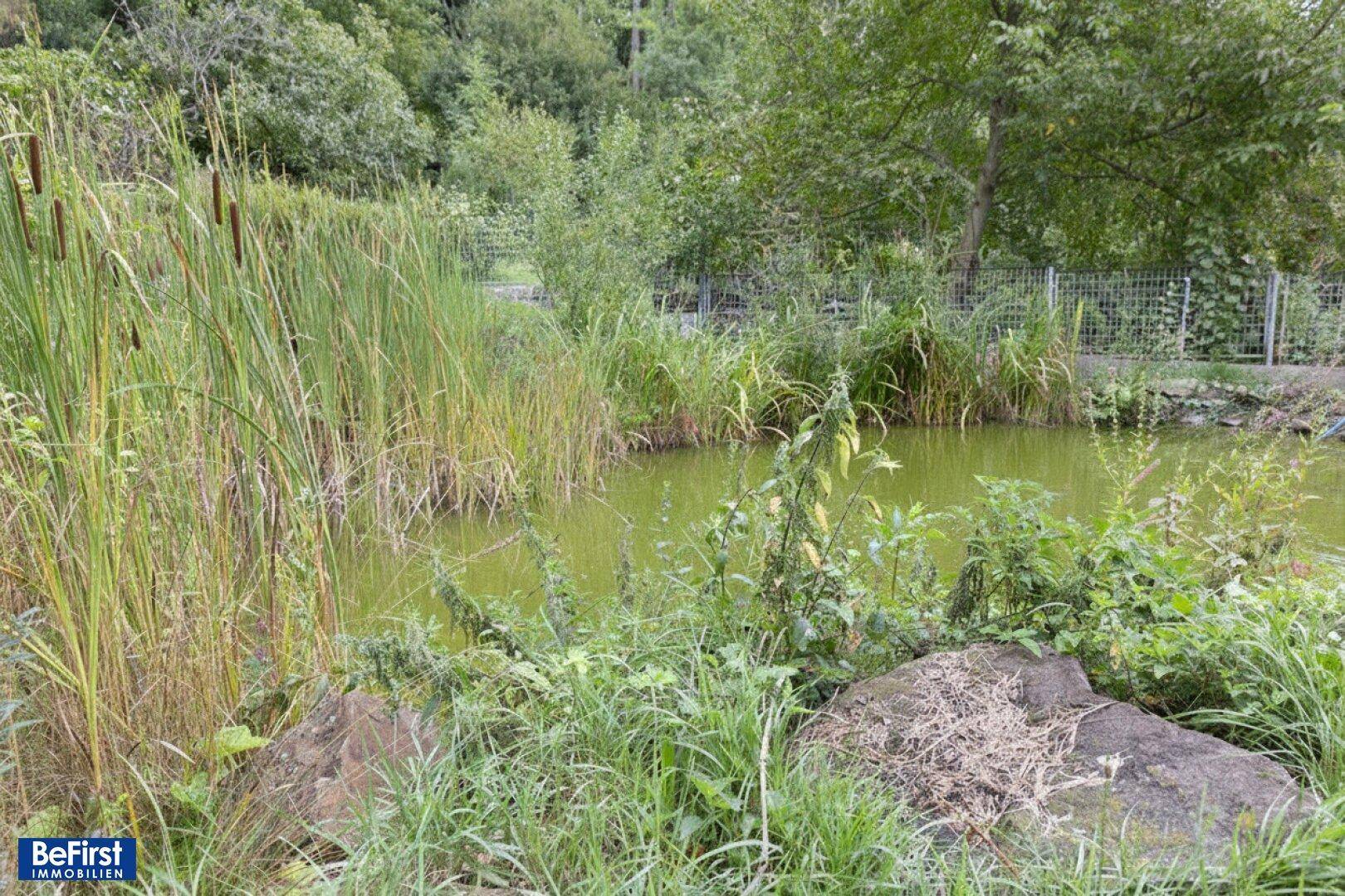 Ein natürlicher Teich mit üppigem Schilf und Wasserpflanzen, eingebettet in eine grüne Landschaft.
