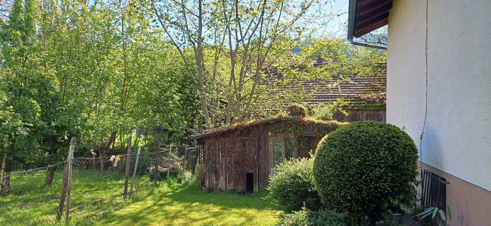 Naturbelassener Gartenbereich mit altem Holzschuppen und vielen Bäumen im Sonnenlicht.