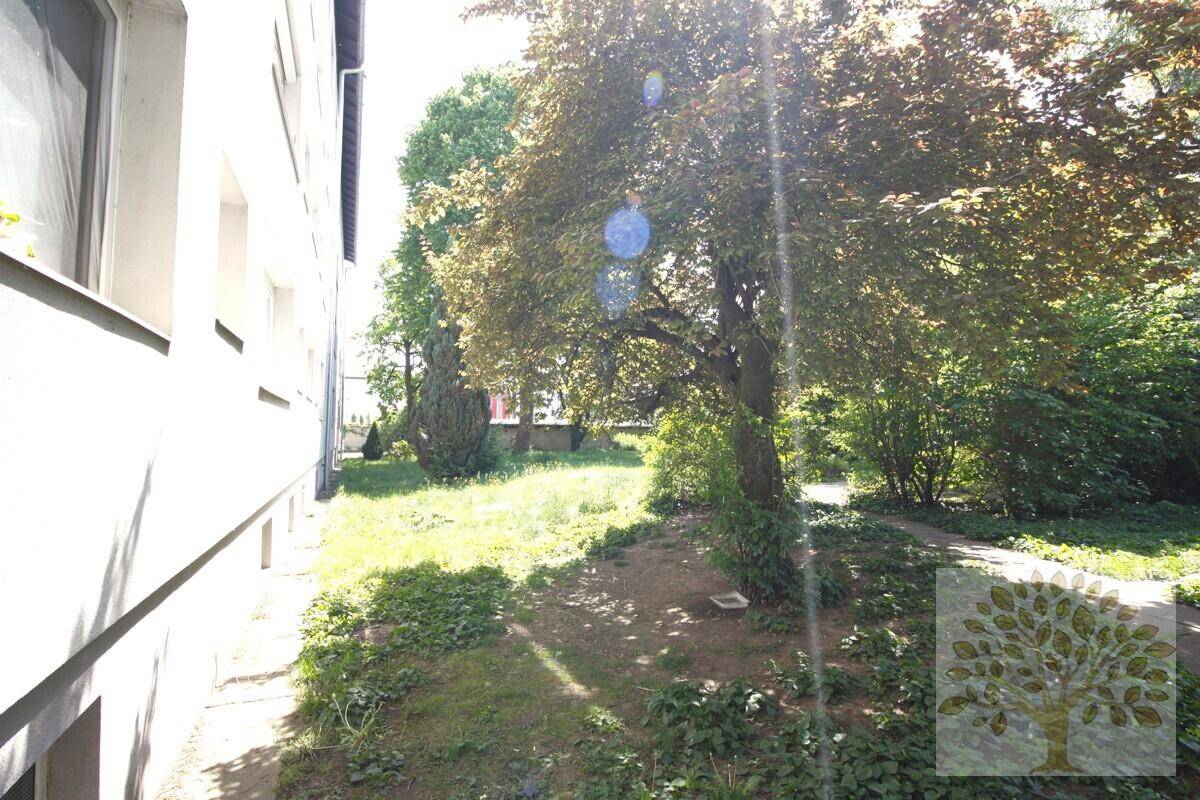 Sonniger Gartenbereich neben dem Gebäude mit Rasenfläche und altem Baumbestand.