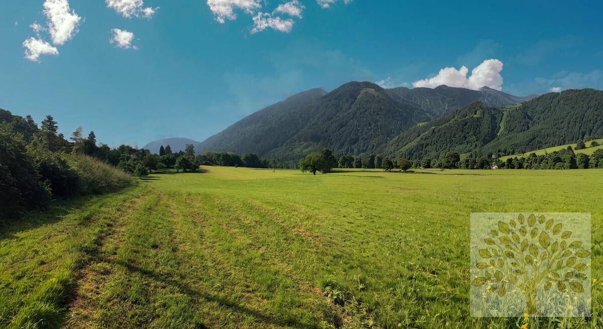 Offene grüne Wiese mit einzelnen Bäumen und einer Bergkette im Hintergrund unter blauem Himmel.