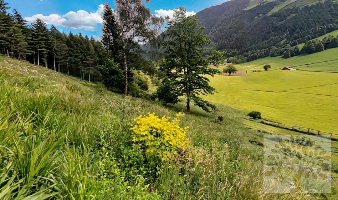 Hügelige Landschaft mit grünen Wiesen und Wäldern, im Hintergrund erheben sich Berge.