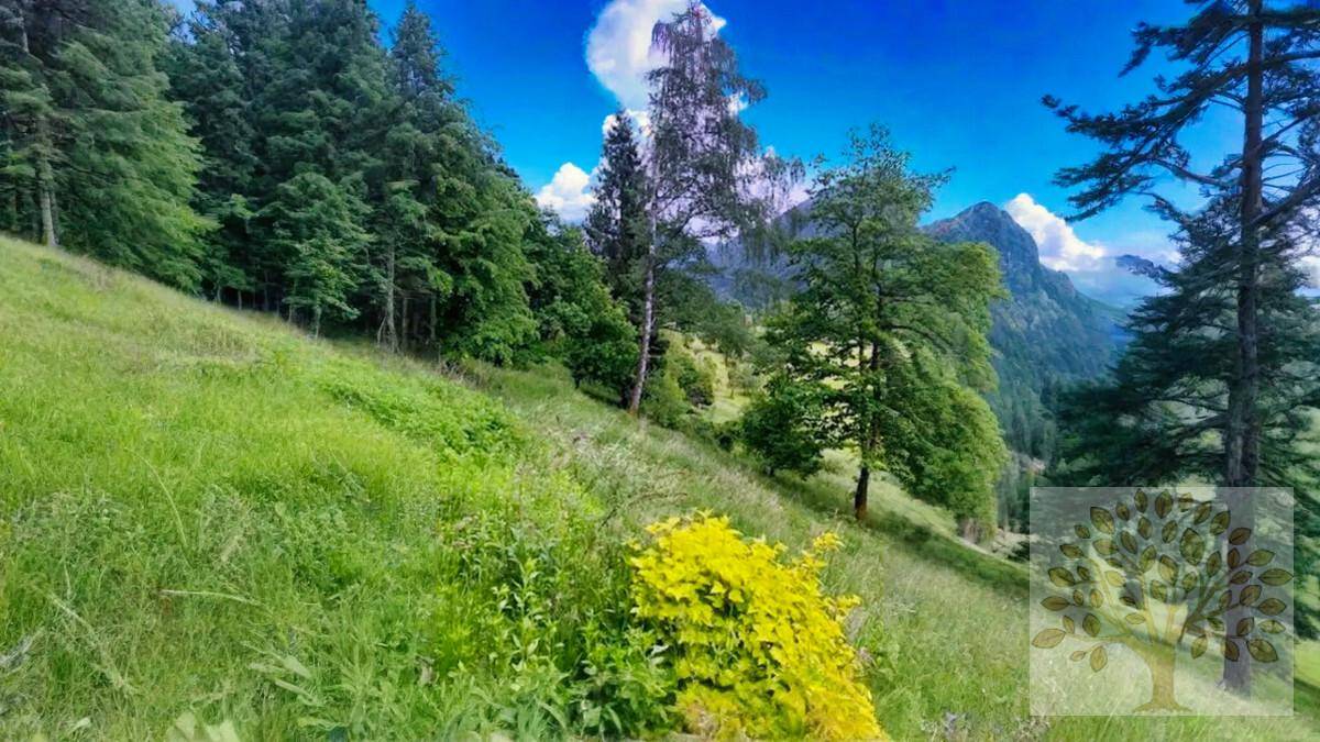 Steiler grüner Hang mit Bäumen und Sträuchern, im Hintergrund sind Berge zu sehen.