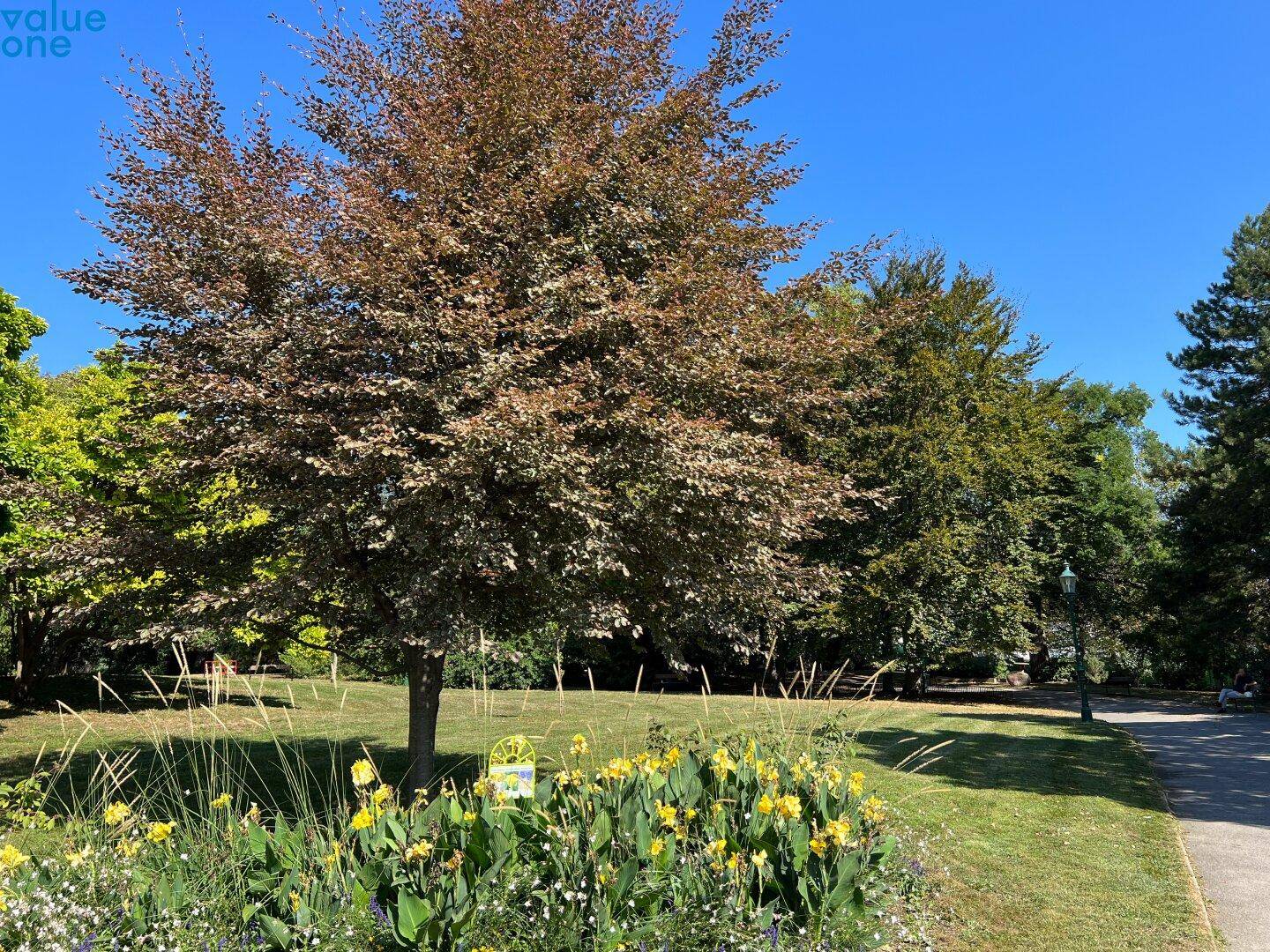 Gepflegte Grünanlage mit altem Baum, blühenden Blumenbeeten und sonnigem Rasen.