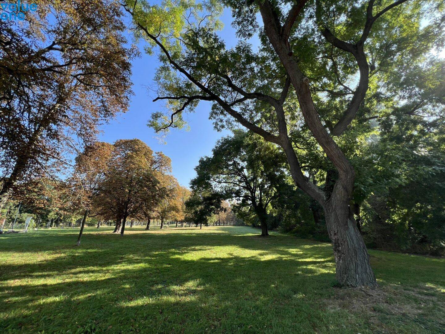 Weitläufige Grünfläche in einem Park mit alten Bäumen und sonnigem Wetter.