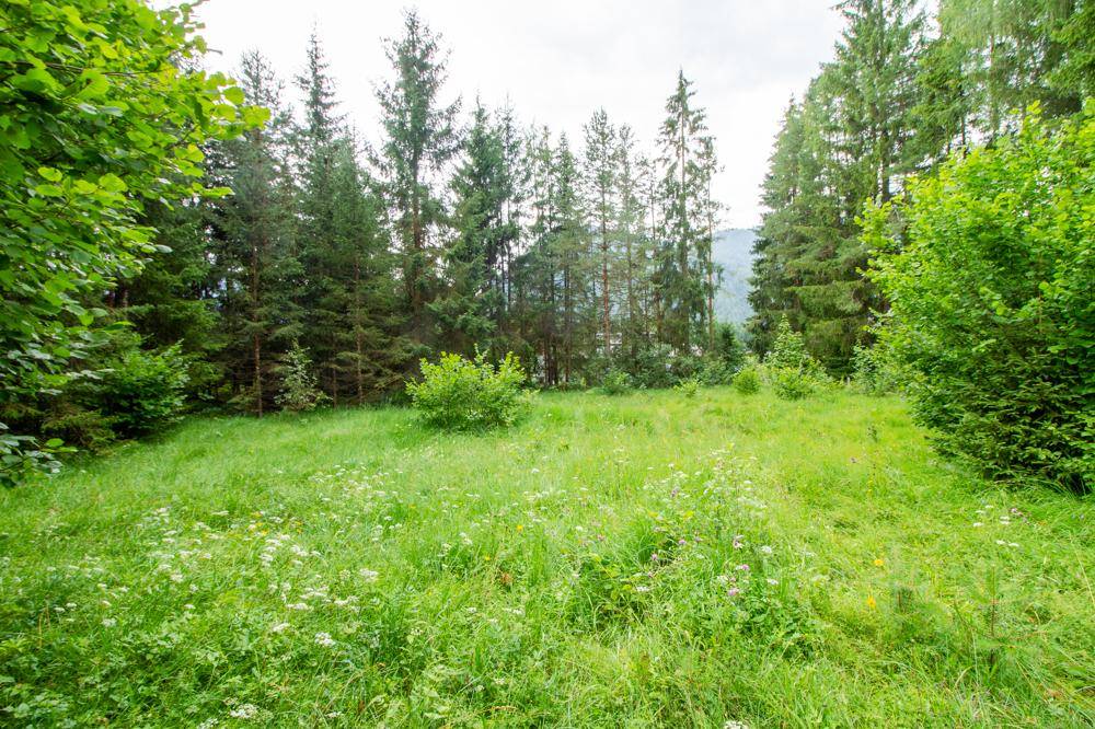 Naturbelassene Wiese mit Wildblumen und hohen Bäumen, im Hintergrund Berge sichtbar.