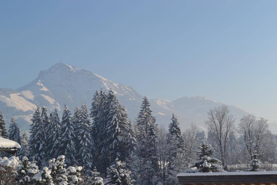 Winterlicher Ausblick auf schneebedeckte Nadelbäume und einen imposanten Berg im Hintergrund bei klarem Wetter.