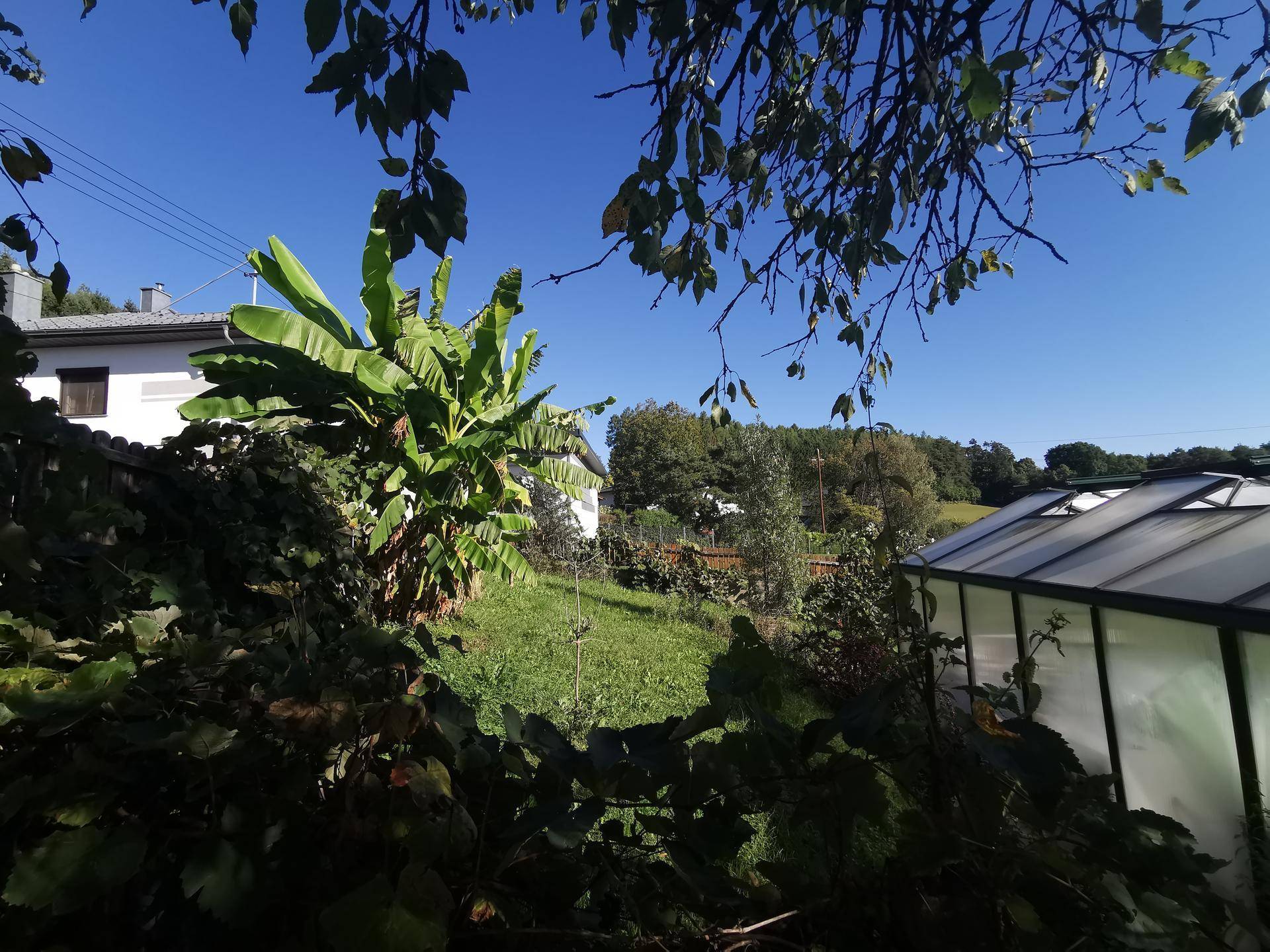 Grüner Gartenbereich mit Gewächshaus und Bananenpflanzen unter blauem Himmel.