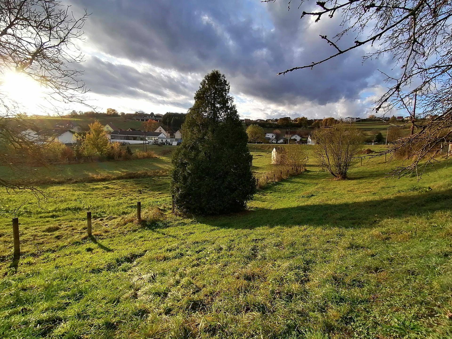 Grüne Wiese mit einem hohen Baum und Blick auf eine ländliche Siedlung in der Ferne.