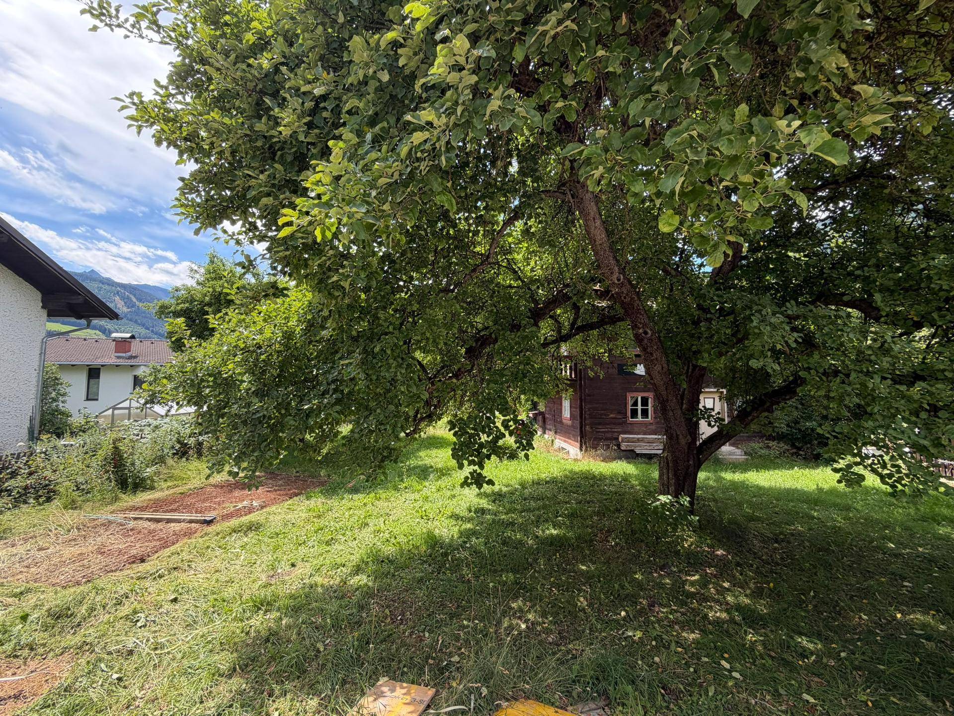 Grüner Gartenbereich mit einem großen schattenspendenden Baum und einem rustikalen Holzhaus im Hintergrund.