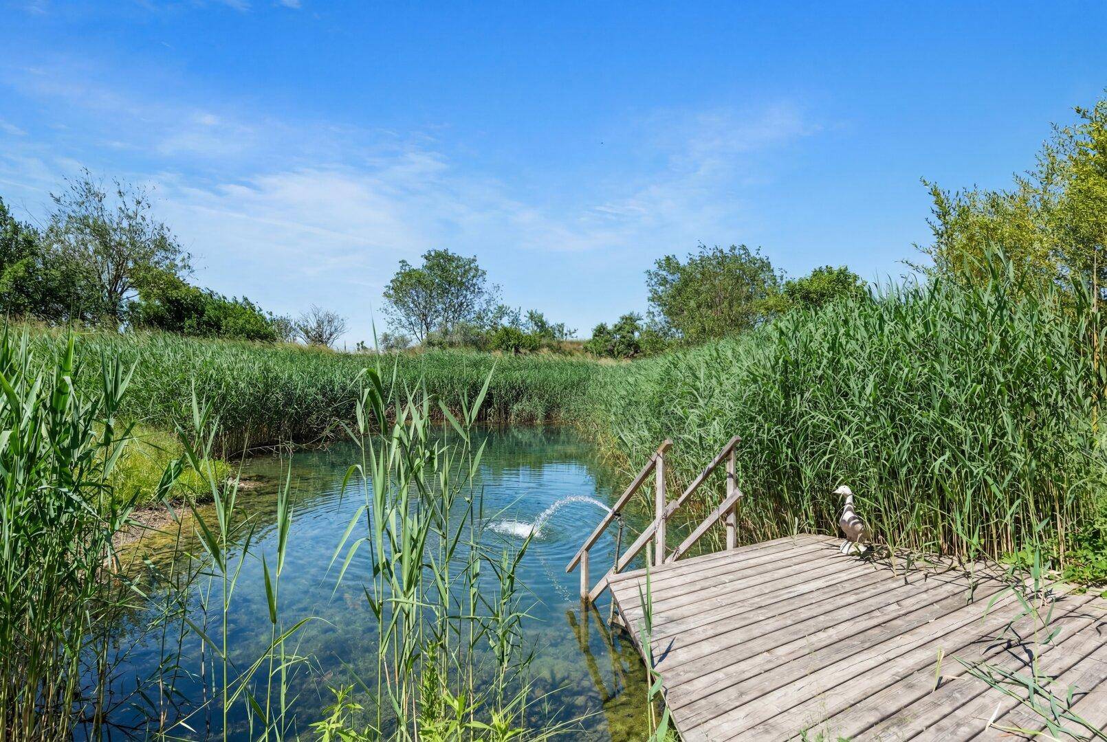 Natürlicher Teich mit Holzsteg und Schilfbewuchs unter strahlend blauem Himmel.