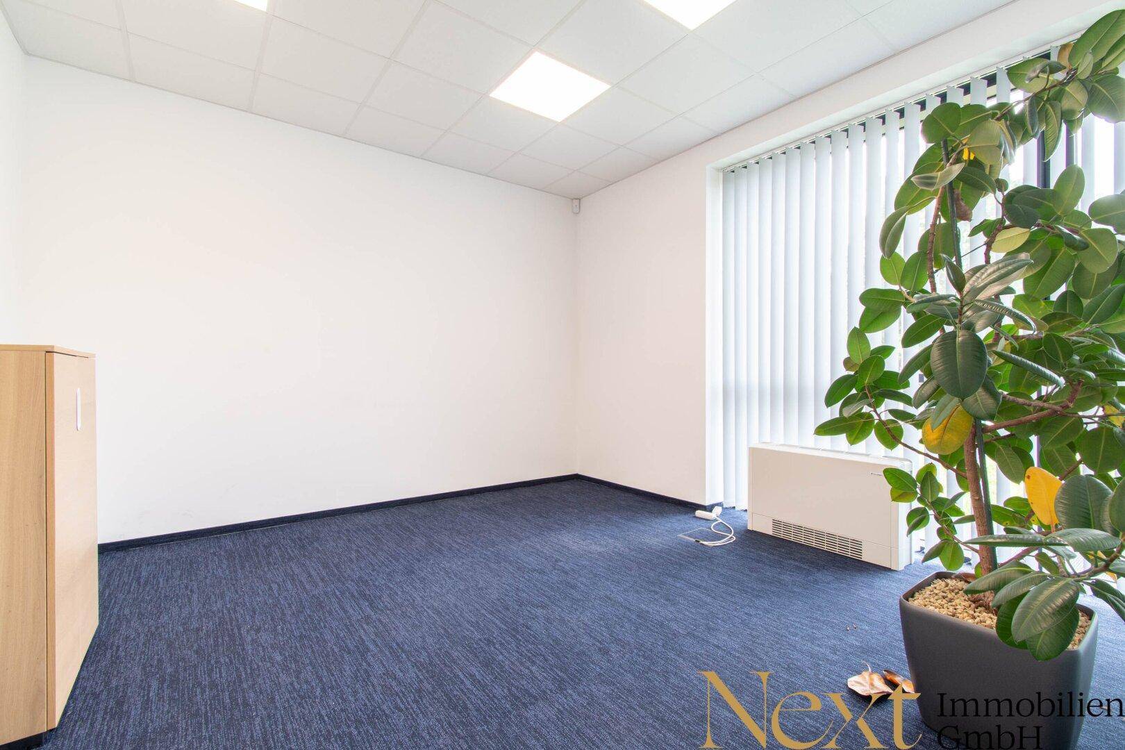 Helles Büro mit blauem Teppichboden, großem Fenster und einer Zimmerpflanze.