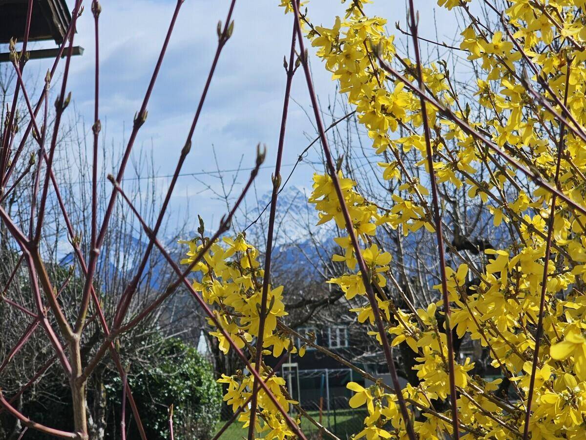 Gelbe Blüten im Vordergrund mit verschneiten Berggipfeln im Hintergrund unter blauem Himmel.