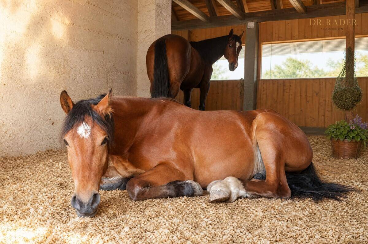 Pferde in einem hellen Stall mit Holzbalken und Stroheinstreu, ein Pferd liegt entspannt.