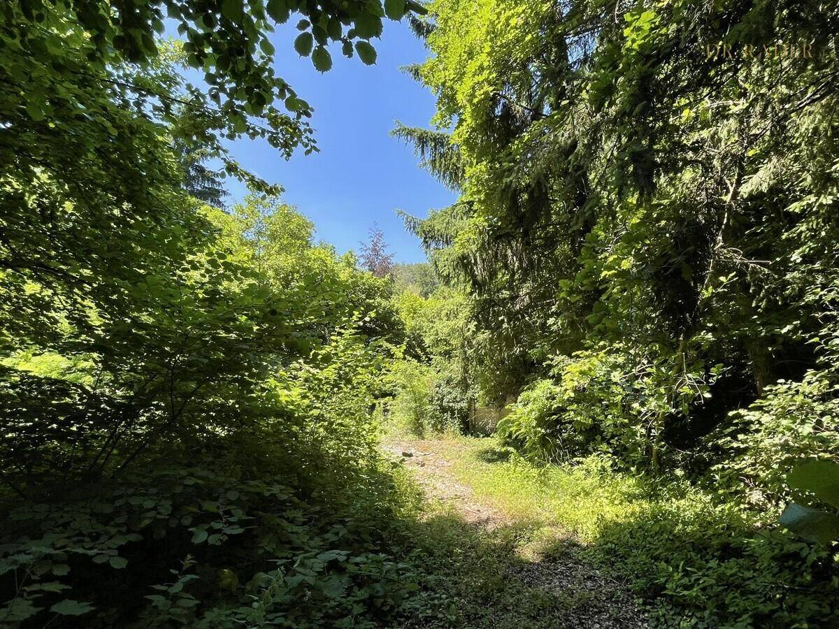 Wald