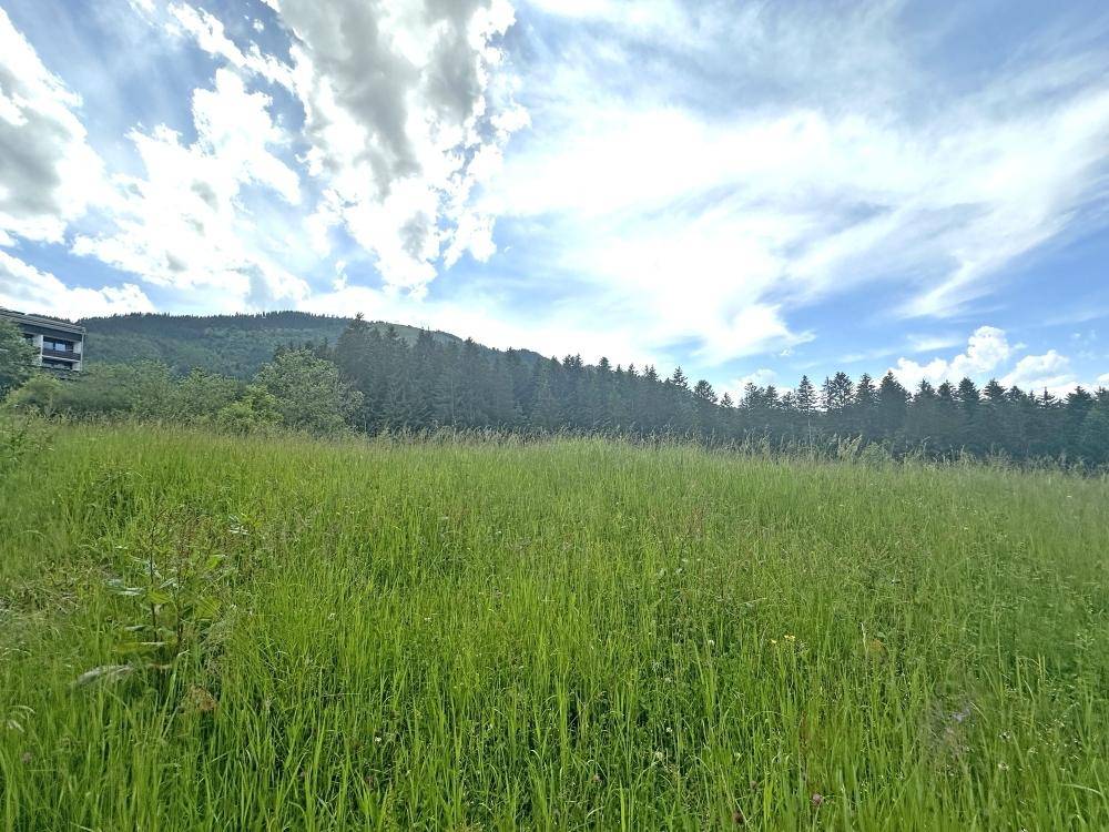 Weite grüne Wiese mit Waldrand und Bergen im Hintergrund unter blauem Himmel.