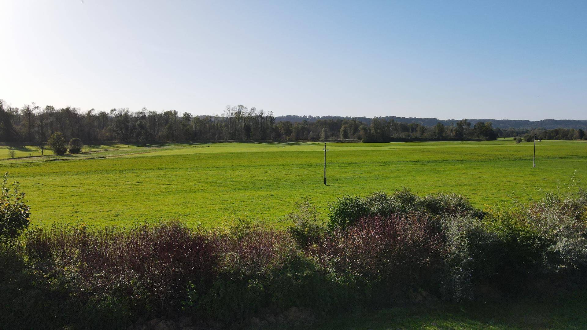 Blick ins grüne