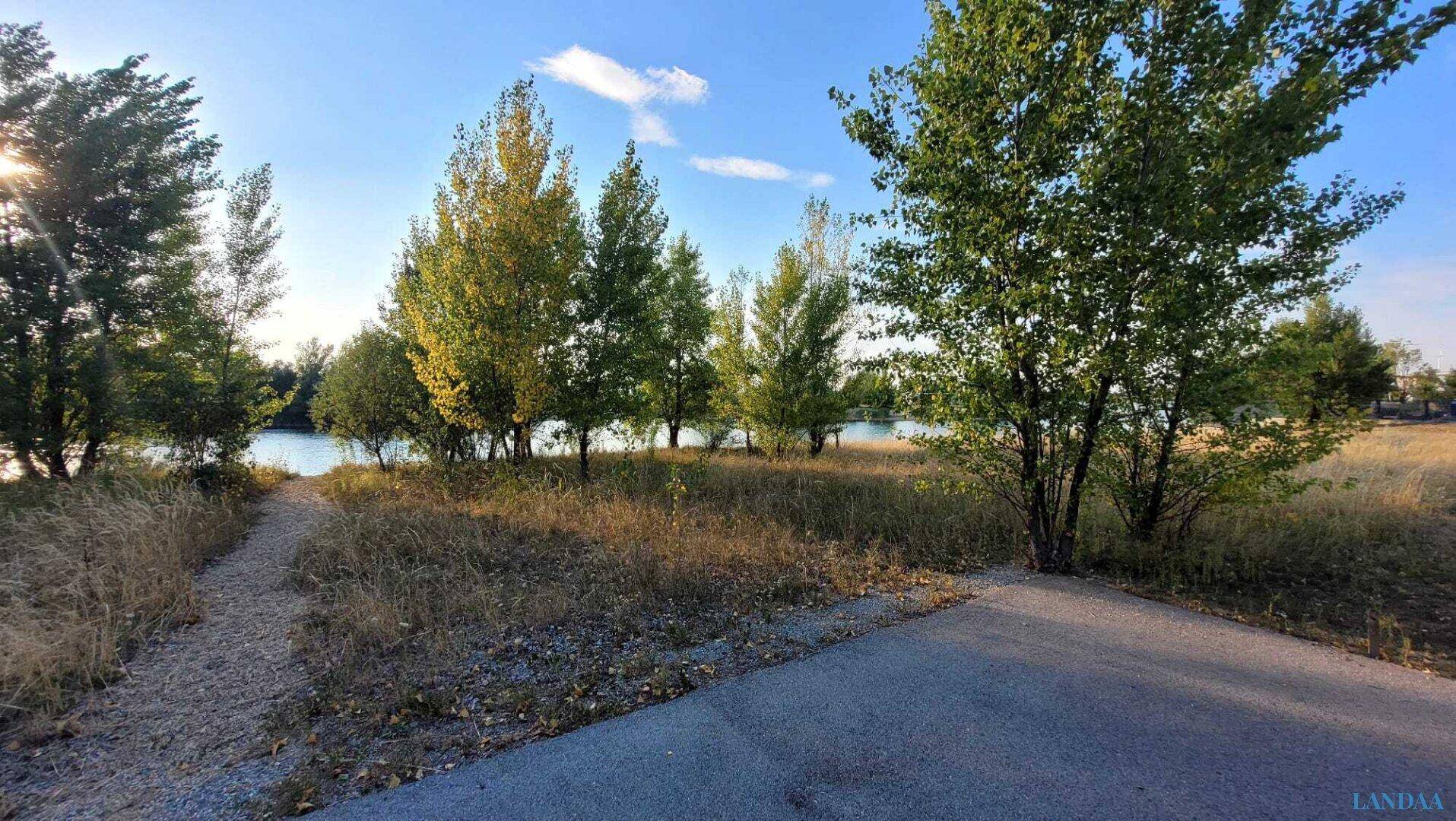 Weg führt durch trockenes Gras zu einem See, umgeben von hohen Bäumen im Sonnenlicht.