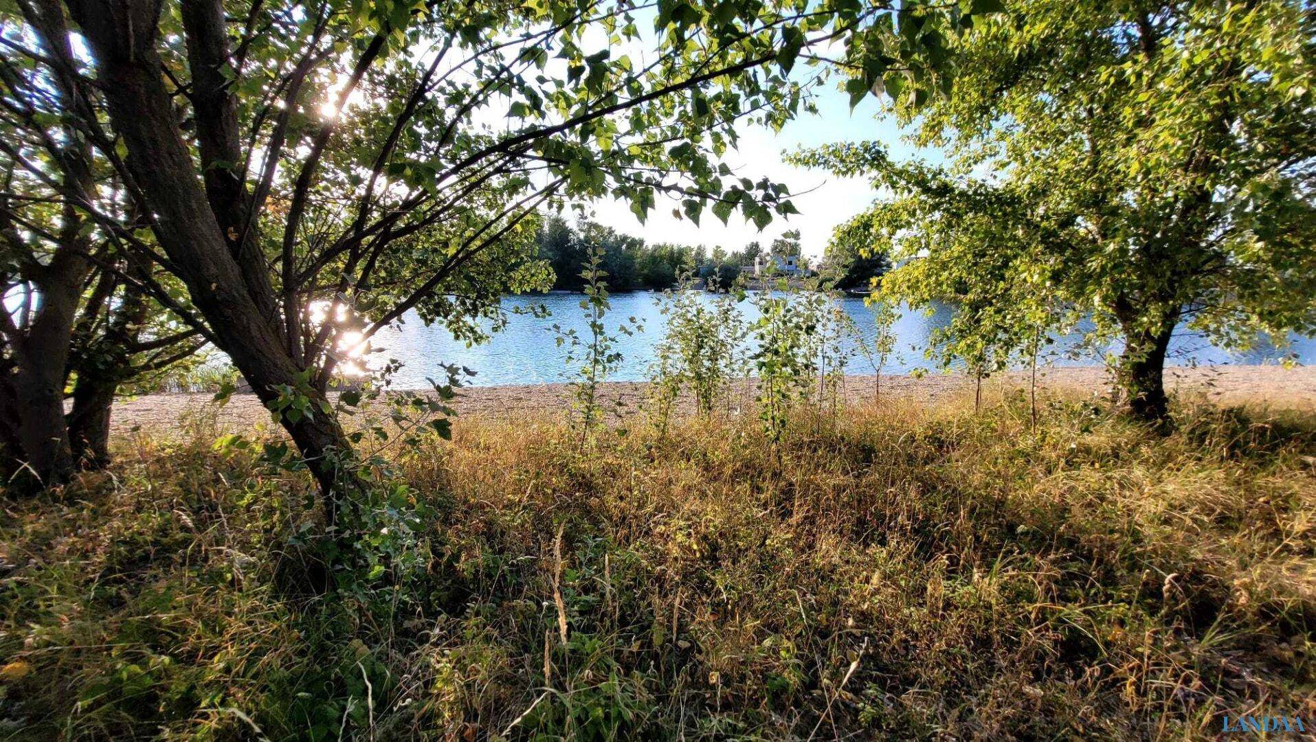 Sonnenlicht bricht durch die Blätter eines Baumes am Ufer eines ruhigen Sees.