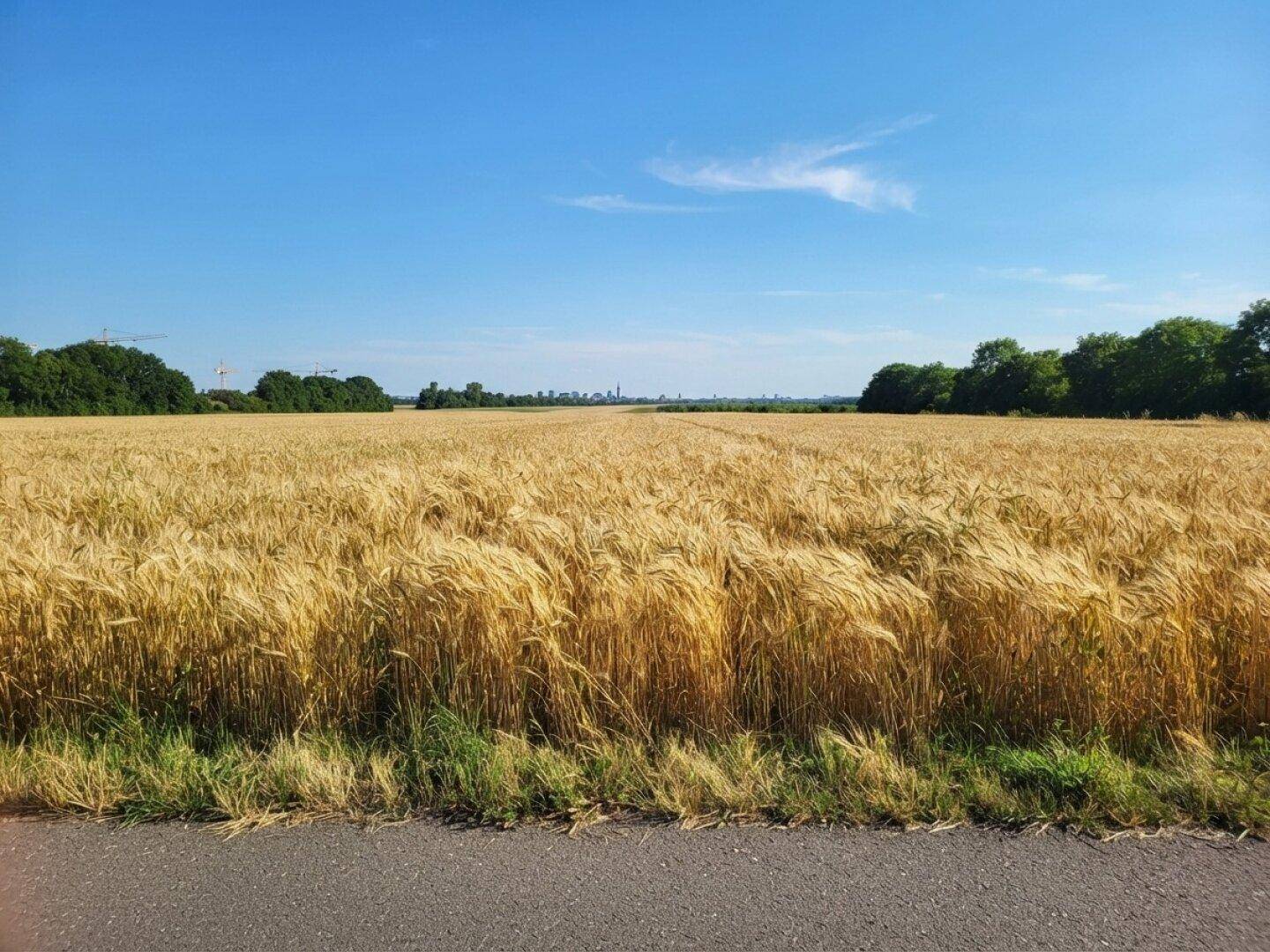 Goldenes Weizenfeld unter blauem Himmel mit einer Stadtkulisse am Horizont.