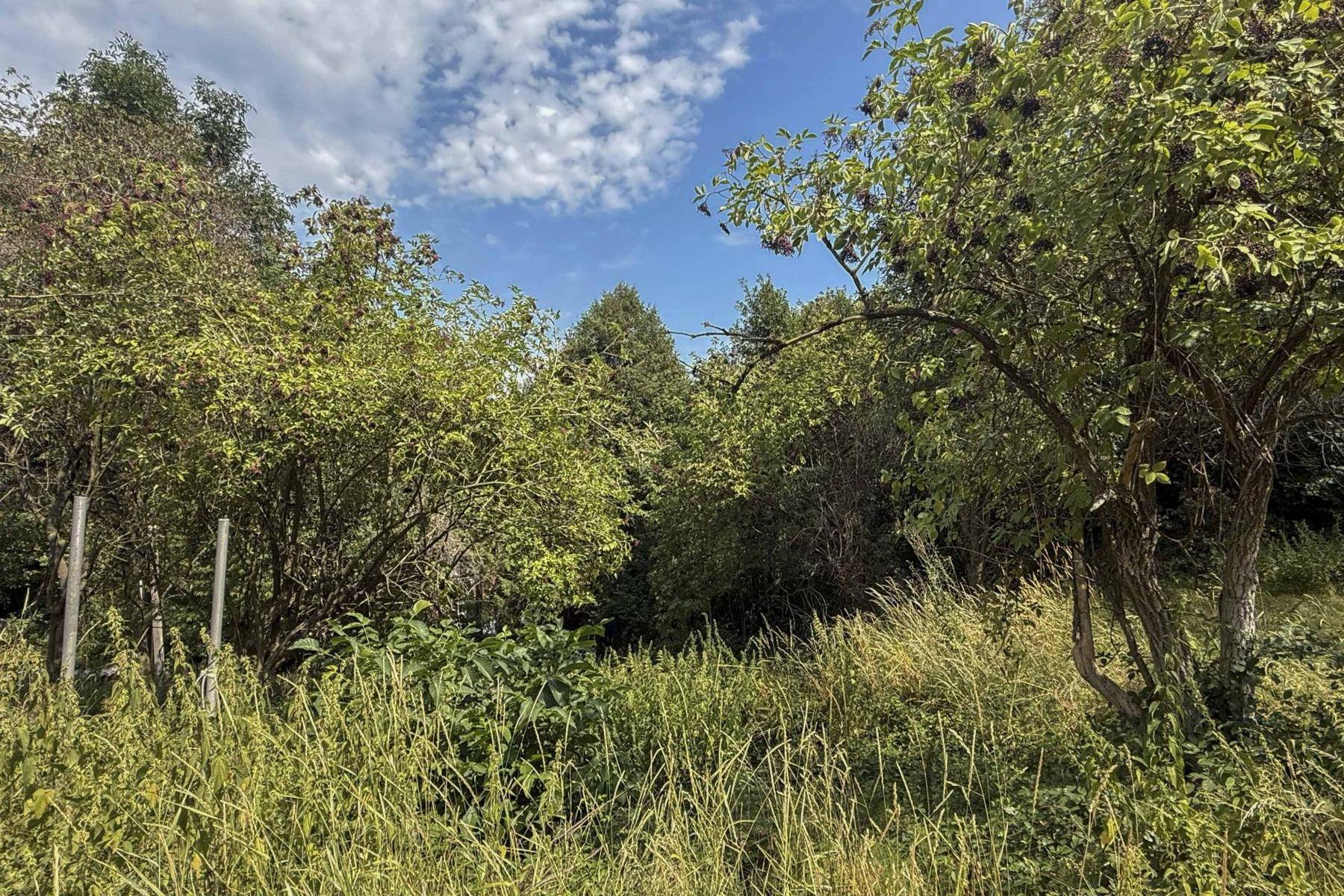 Naturbelassener, verwilderter Gartenbereich mit hohem Gras, Büschen und Bäumen unter blauem Himmel.