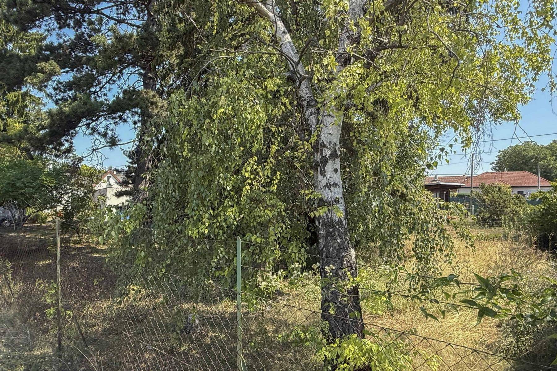 Gartenbereich mit einem markanten Birkenbaum, Zaun und Blick auf die ländliche Umgebung.