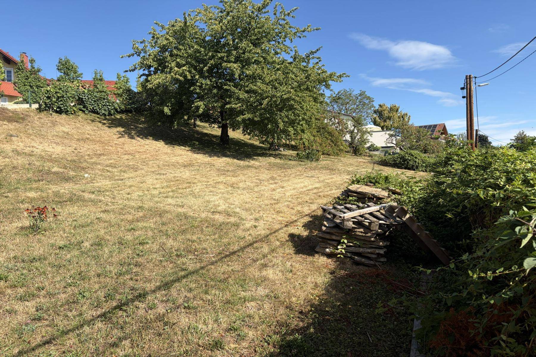 Trockener Rasenhang mit einem großen Baum und gestapeltem Holz, umgeben von ländlicher Bebauung.