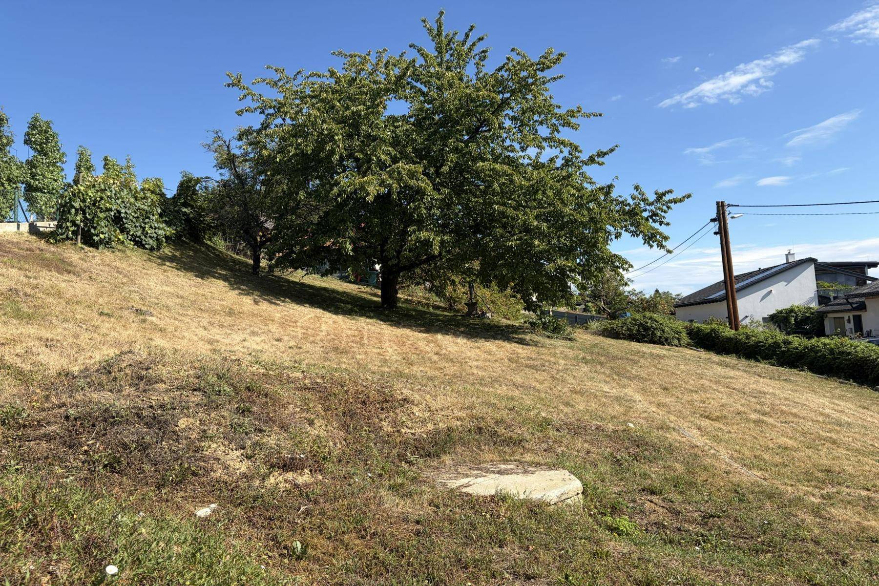 Trockene Rasenfläche auf einem Hang mit einem großen Baum und Häusern im Hintergrund unter klarem Himmel.