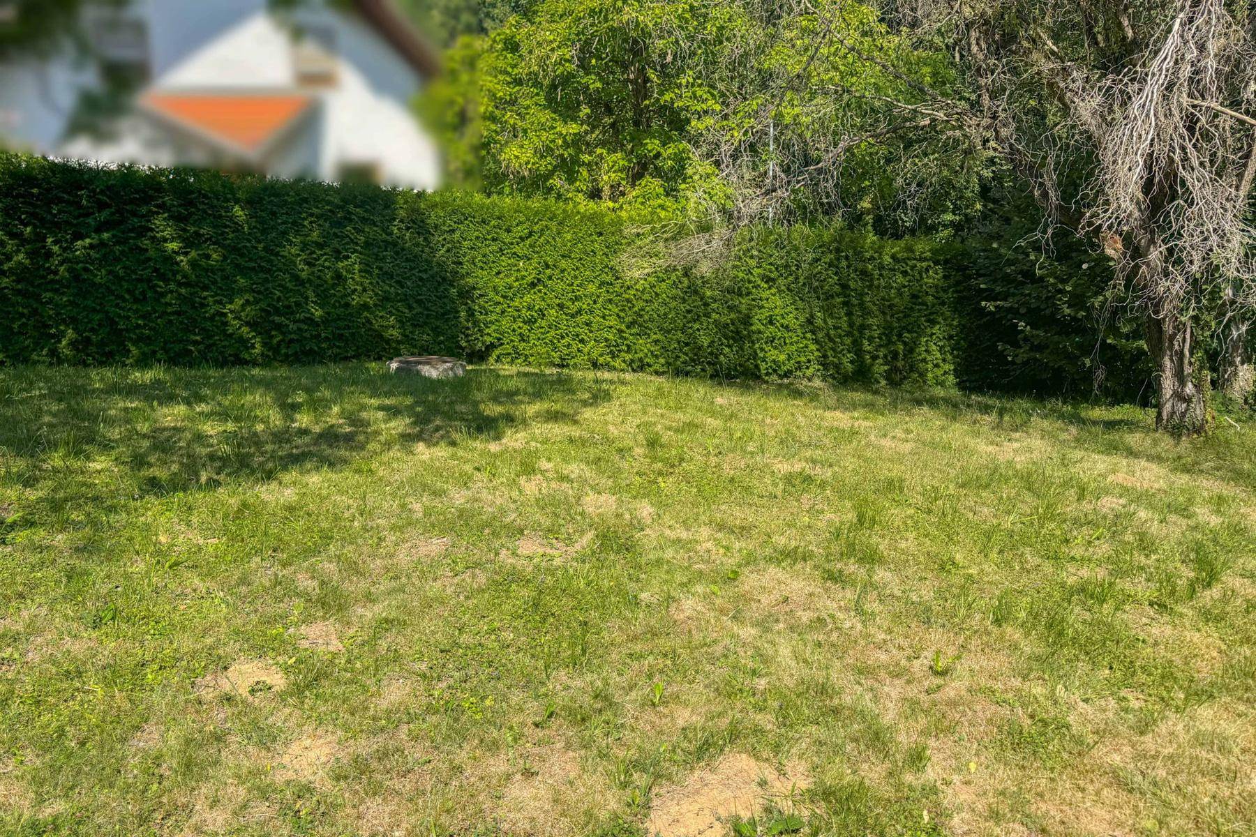 Grüne Rasenfläche mit einer hohen, dichten Hecke, die Privatsphäre im Garten bietet.