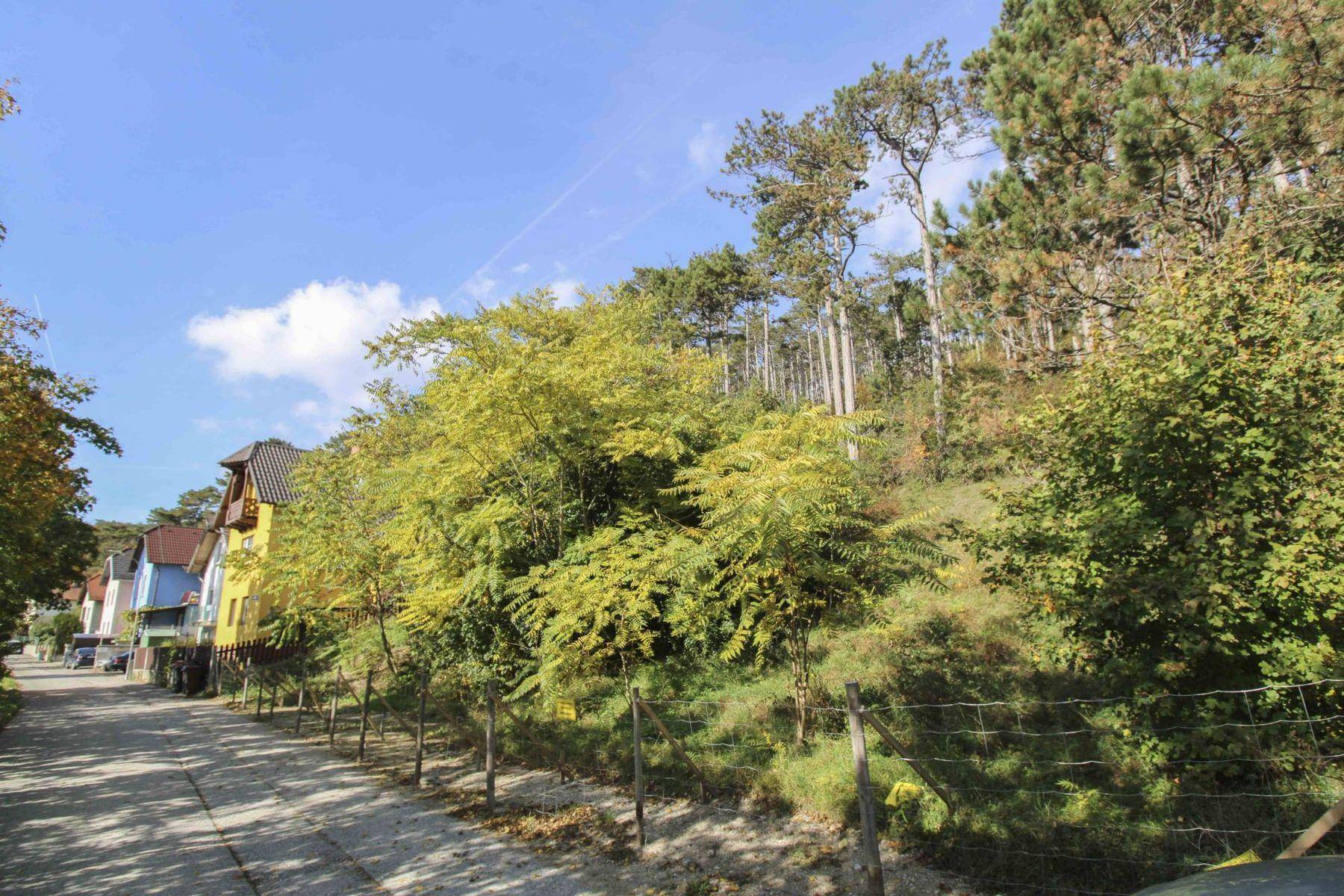 Blick auf eine Straße mit üppiger Vegetation und Bäumen, die einen Hang hinaufführen, sowie Häusern im Hintergrund unter blauem Himmel.