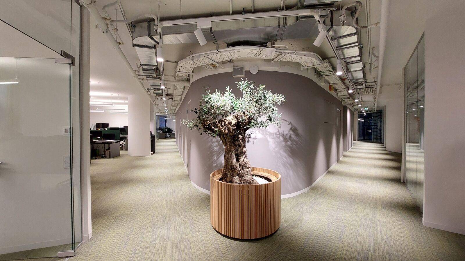 Moderner Bürogang mit einem dekorativen Olivenbaum und sichtbaren Installationen an der Decke.