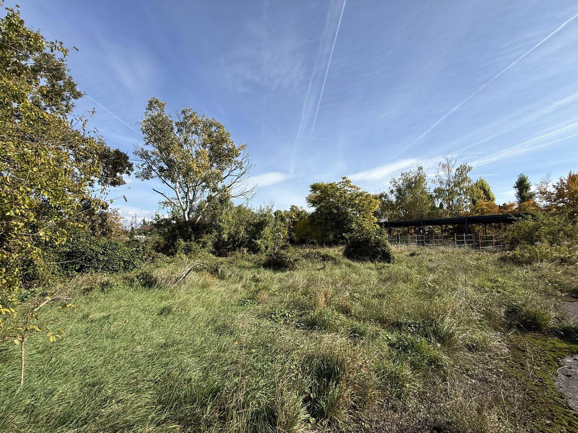 Weitläufiges, verwildertes Gelände mit hohem Gras und Bäumen unter blauem Himmel.