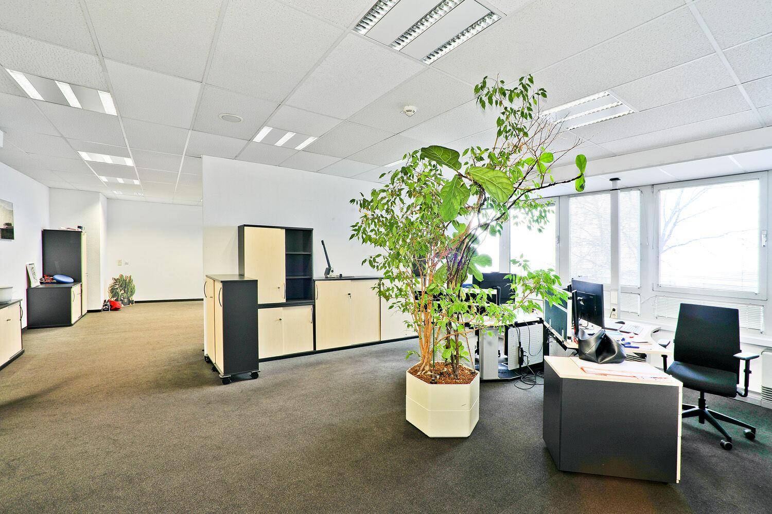 Großes, möbliertes Büro mit Teppichboden, Schreibtischen, Schränken und einer großen Pflanze.