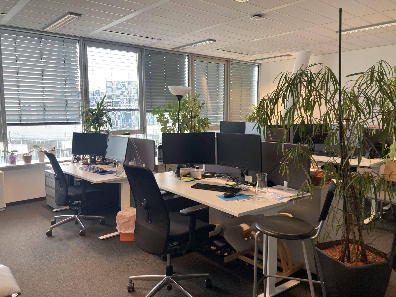 Großraumbüro mit mehreren Arbeitsplätzen, Pflanzen und großen Fenstern, die viel Tageslicht hereinlassen.