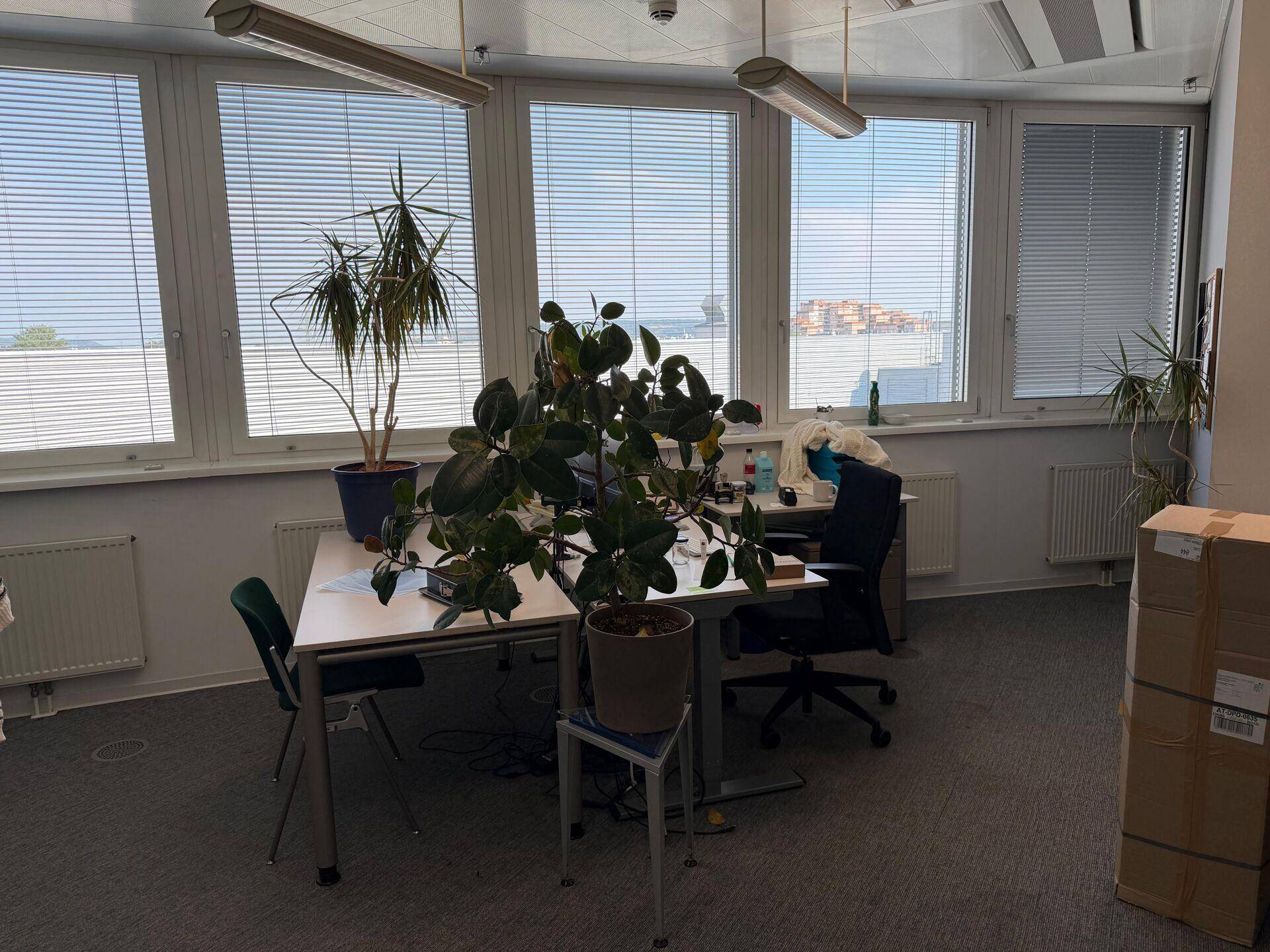 Büro mit mehreren Arbeitsplätzen, großen Fenstern mit Jalousien und Pflanzen.