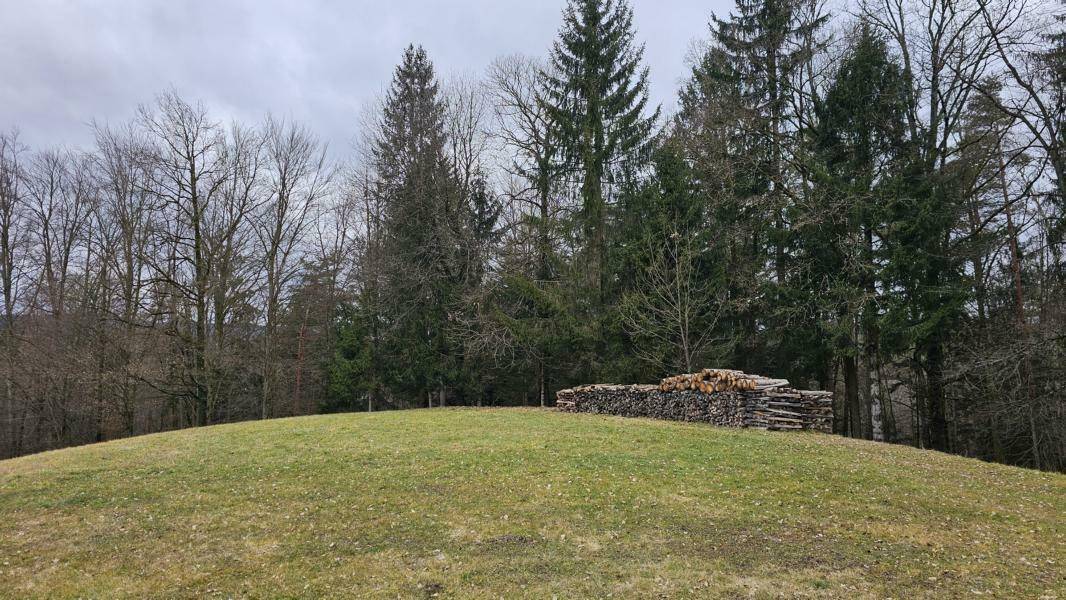 Blick zur eigenen Wiese - Wald