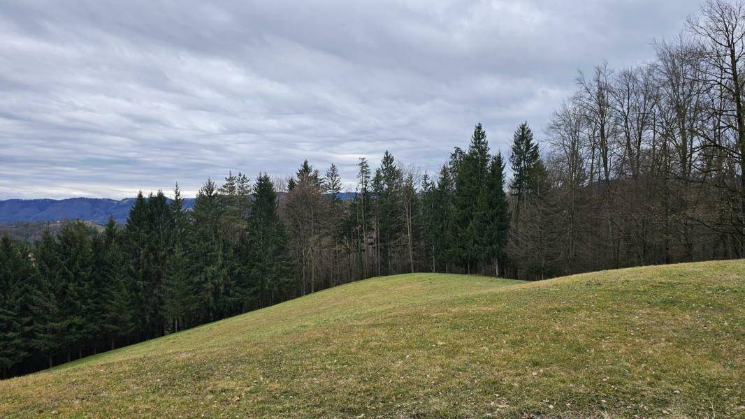 Teilansicht eigene Wiese und Wald