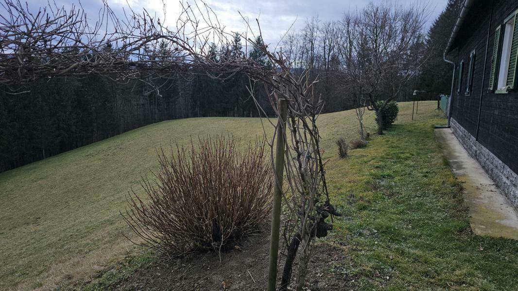 Blick zur eigenen Wiese - Wald