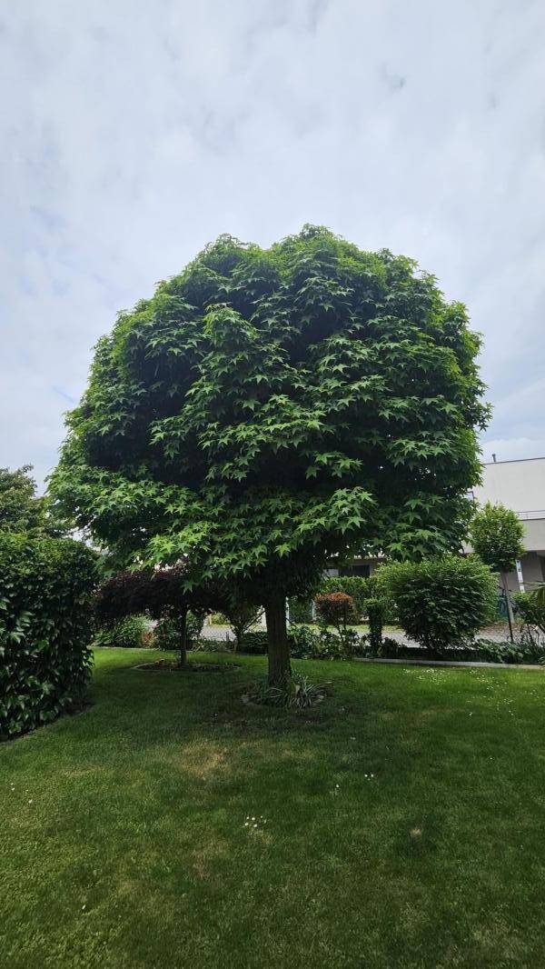 wunderbarer Garten